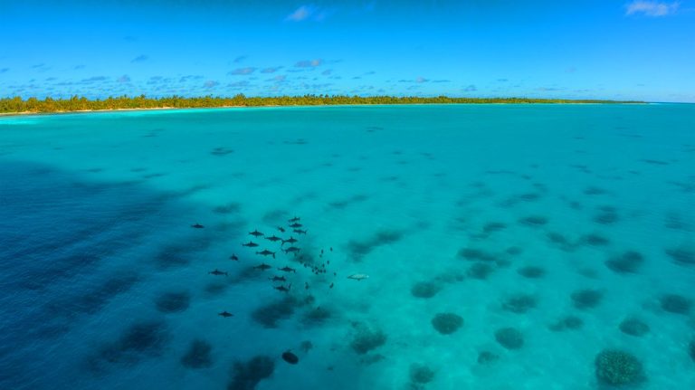 Illustration de l'atoll de Fakarava et ses eaux turquoise abritant un mur de requins.