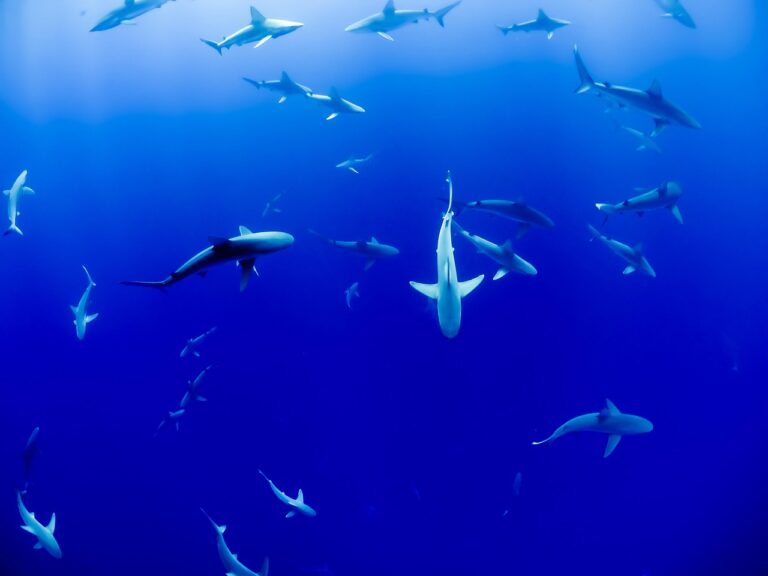« J&rsquo;hallucine, c&rsquo;est monstrueux » : découvrez le mur de requins géant en France sur cet atoll polynésien