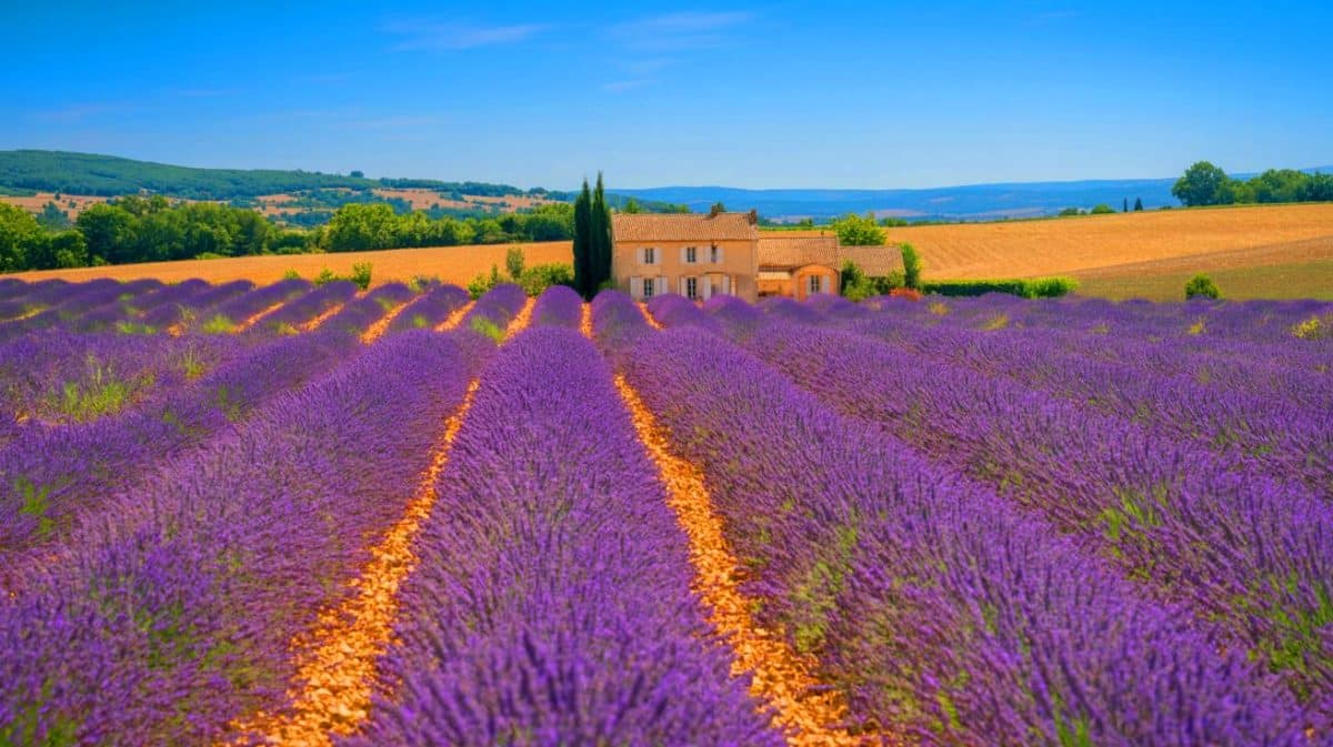 « On nous vole la Provence » : Ce déclin de la lavande vous choque (et c’est plus proche que vous ne le pensez) Illustration de la concurrence internationale croissante dans la production de lavande.