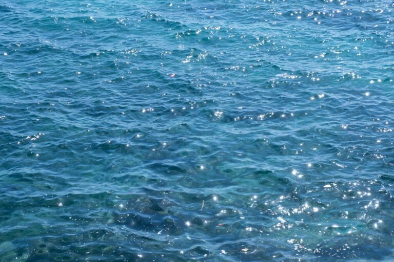 La chaleur record des océans met les écosystèmes marins sous pression