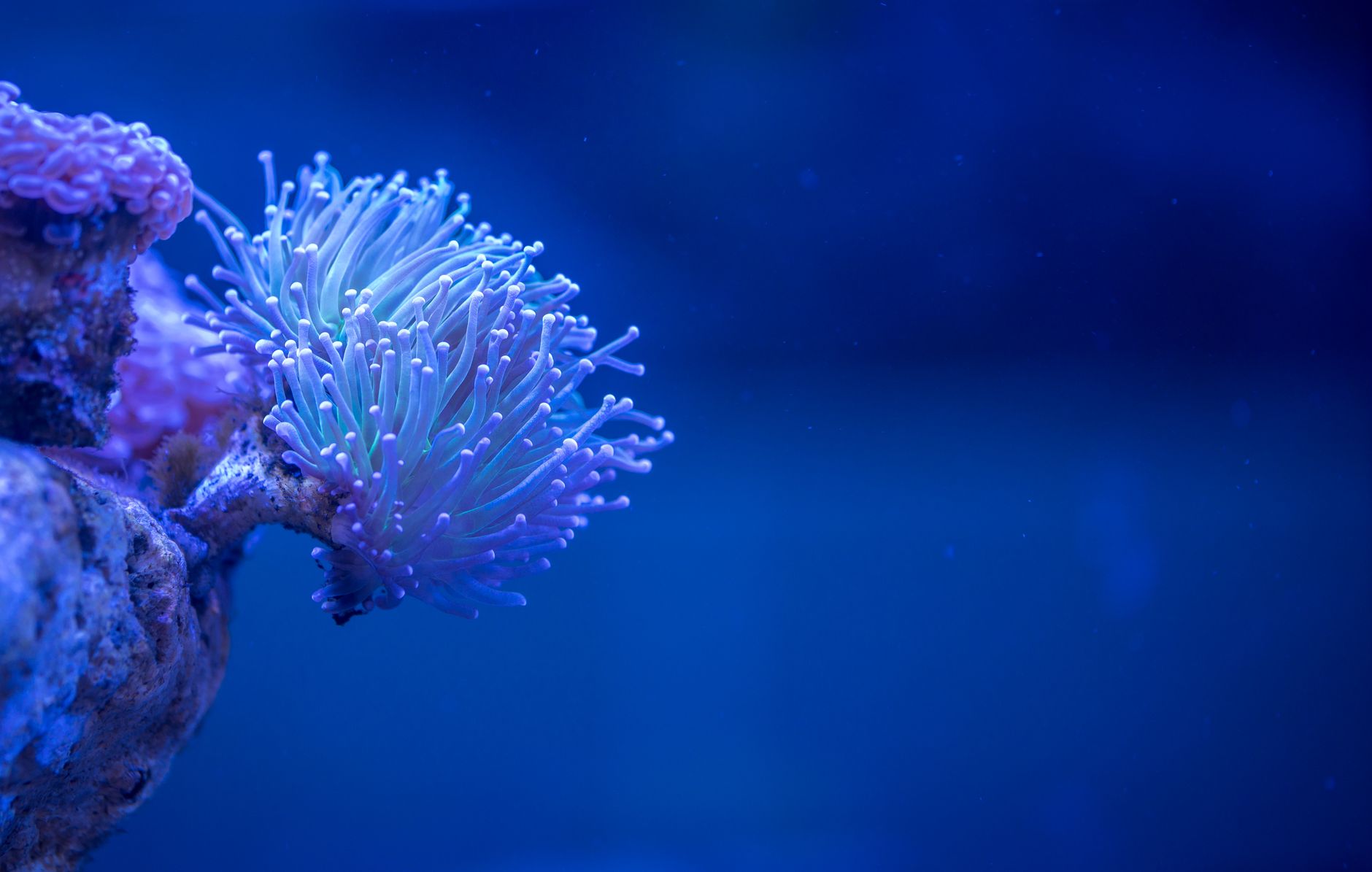 Gros plan sur une anémone de mer colorée dans un aquarium sous-marin.